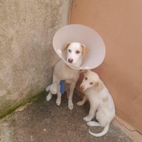 Frida - 1 anno (nata indicativamente a Gennaio 2025)  Razza: Meticcio  Taglia: Medio Piccola   Foto 5